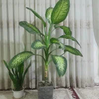 گل دیفن باخیا
