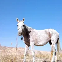 فروش مادیان همراه کره|اسب و تجهیزات اسب‌سواری|شیروان (خراسان), |دیوار