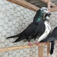 کفتر پرشی مازندران