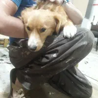 واگزاری سگ اشپیتز|سگ|کامیاران, |دیوار