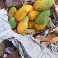 انبه درجه یک