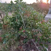 باغچه-1000-متری