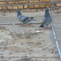 دوتا کبوتر پلاکی ماده|پرنده|اسفرورین, |دیوار