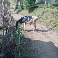 فرو ش. یک. راس.گاو. نر