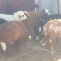 ۱۱ راس بره عربی ۵ نر و۷ ماده چاق در سربندر|حیوانات مزرعه|بندر ماهشهر, |دیوار