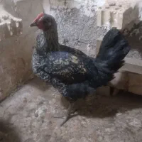 ۱عدد جوجه مرغ ۳ماهه ۱عدد خروس ۵ماهه سیاه|حیوانات مزرعه|مشهد, سجادیه|دیوار