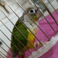 طوطی گرینچک|پرنده|شاهین‌شهر, گزبرخوار|دیوار