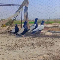 چهار عدد سینه سیاه کلایی|پرنده|نگار, |دیوار