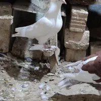 سفیدبزن ماده