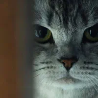 فروش انیمیشن و کارتون