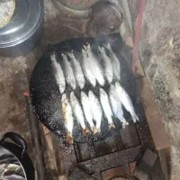 گاریز چشم زرد تازه