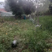 زمین۳۵۰متریمسکونیمستسنیاتدردلجنگلروستای