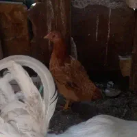 یک عدد مرغ محلی جوان