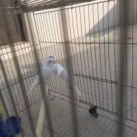 مرغ عشق سفید خالص|پرنده|بابلسر, |دیوار