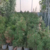 جابه جایی درخت محوطه و اجرای فضای سبز|خدمات باغبانی و درختکاری|ری, شهرک نظامی|دیوار