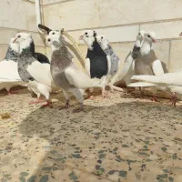 طوقی سرور|پرنده|مروست, |دیوار