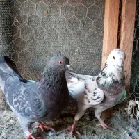 کبوتر.|پرنده|محمدشهر, عباس آباد|دیوار