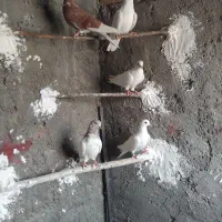 کبوتر فروشی