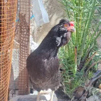 مرغ خروس ریشی درجه یک