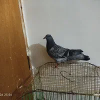 کبوتر|پرنده|خان ببین, |دیوار