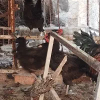 فروش مرغ خروس مرندی|حیوانات مزرعه|زرند, |دیوار