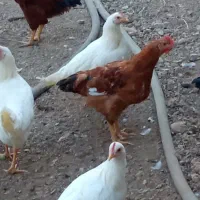 مرغ وخروس پنجاه وچهار قطعه|حیوانات مزرعه|هشتگرد, خور|دیوار