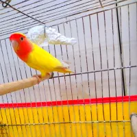 طوطی کوتوله ماده|پرنده|بندرعباس, |دیوار