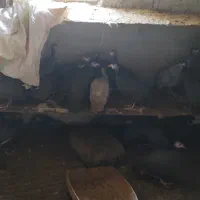 فروش مرغ شاخدار|حیوانات مزرعه|بابل, |دیوار