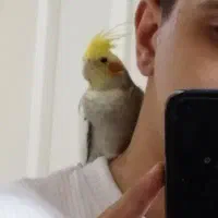 عروس هلندی اهلی|پرنده|تبریز, |دیوار