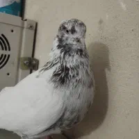 کفتر پرشی گرفتنی|پرنده|تهران, بهمن یار|دیوار