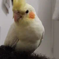 عروس هلندی لوتینو گم شده|حیوانات|کرمانشاه, |دیوار