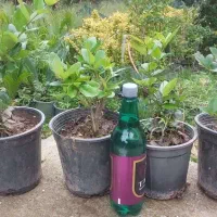 شمشاد گلدانی -یاس گلدانی-سیکاس گلدانی- یاس زمینی|گل و گیاه طبیعی|رودسر, |دیوار