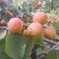 نهالستان اطمینان(محجوب)|خدمات باغبانی و درختکاری|تبریز, |دیوار