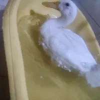 دوتا اردک نر