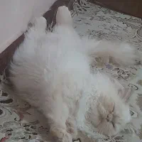 گربه پرشین|گربه|دزفول, |دیوار