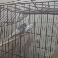 یک جفت مرغ عشق سرحال وآماده باقیمت مقطوع ۴۰۰تومان|پرنده|اهر, |دیوار