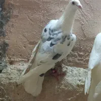 کبوتر صید  ۲عدد