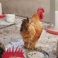 خروس برهما و ویاندود