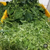 پخش سبزی شسته شده عمده