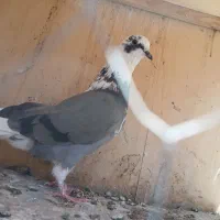 کبوتر غریبگیری