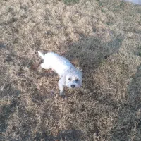 فروش حیوان خانگی