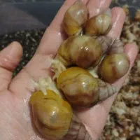 فروش حلزون آلبینو طبی|آرایشی، بهداشتی، درمانی|ماکو, |دیوار