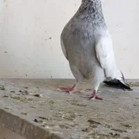 سینه آبی|پرنده|شیراز, شیشه‌گری|دیوار