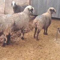 ۵راس میش وشیشک آبستن