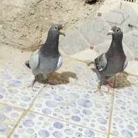 کبوتر  سبز مگس