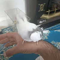 عروس هلندی بالغ و جوجه|پرنده|چهاردانگه (تهران), |دیوار