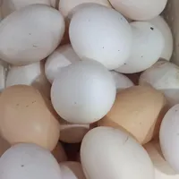 تخم مرغ محلی