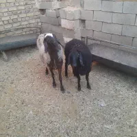 میش چاق
