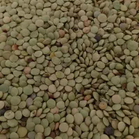 عدس تازه مغان