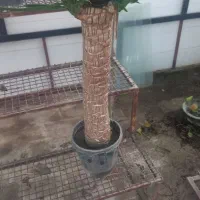 انواع گل|گل و گیاه طبیعی|گرگان, |دیوار